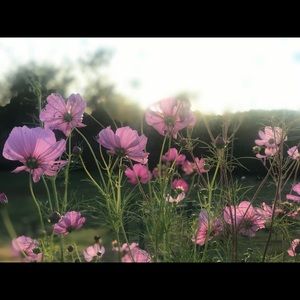 Meet your Posher, Shelby